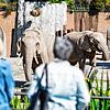 Der Basler Zoo ist wieder geöffnet &ndash; Besucher aus Deutschland dürfen ihn aber nur besuchen, wenn sie sich hinterher in Quarantäne ...