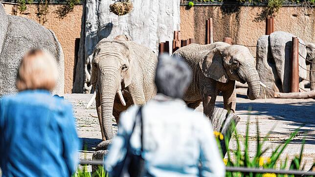 Der Basler Zoo ist wieder geöffnet &ndash; Besucher aus Deutschland dürfen ihn aber nur besuchen, wenn sie sich hinterher in Quarantäne ...