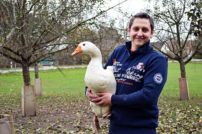 Bis eine Gans so groß ist, wie das Tier auf dem Arm von Thorsten Möller, dauert es nur wenige Monate.