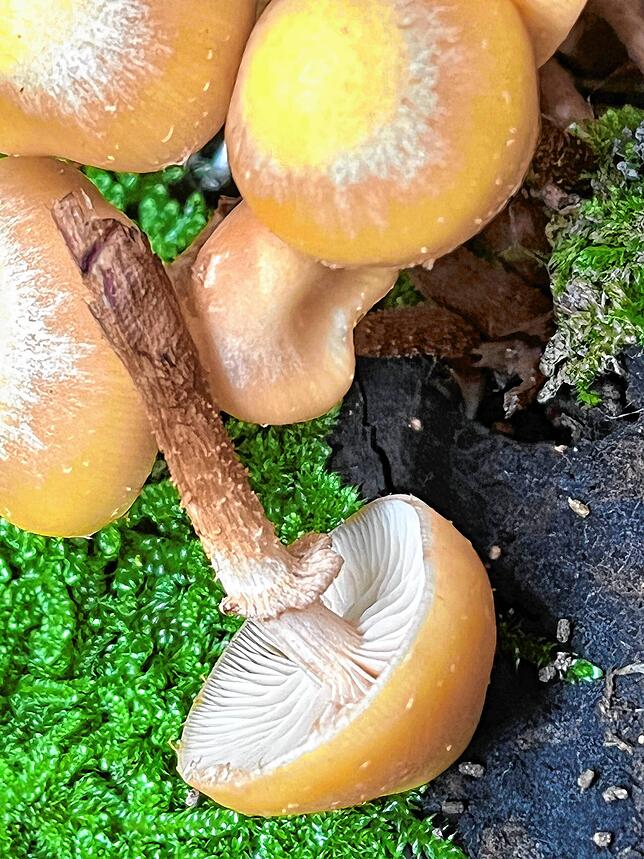 Stockschwämmchen sind essbar. Die Schüppchen am Stiel unterhalb der Ringzone sind das markanteste Merkmal des Stockschwämmchens. ...