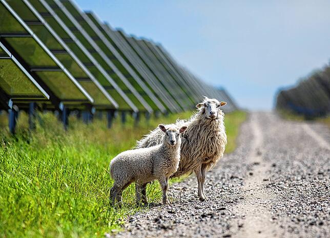 Bei beiden vorgestellten Modellen für die Fläche Habsnest bei Reute wären neben und unter den Solaranlagen eine Beweidung mit Schafen ...