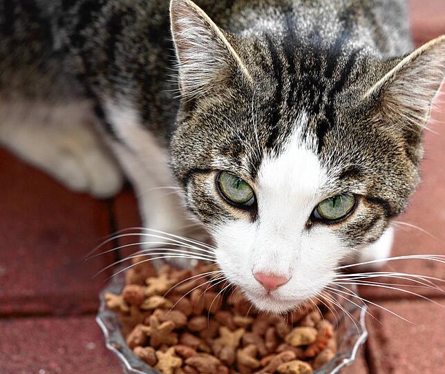 Viele tierische Kunden der Tiertafel Südbaden sind Katzen.