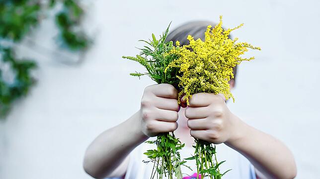 Einfach herausrupfen reicht bei wenigen Arten: Soll etwa die hier gezeigte Goldrute nicht weiterwachsen, muss man sie mitsamt selbst ...