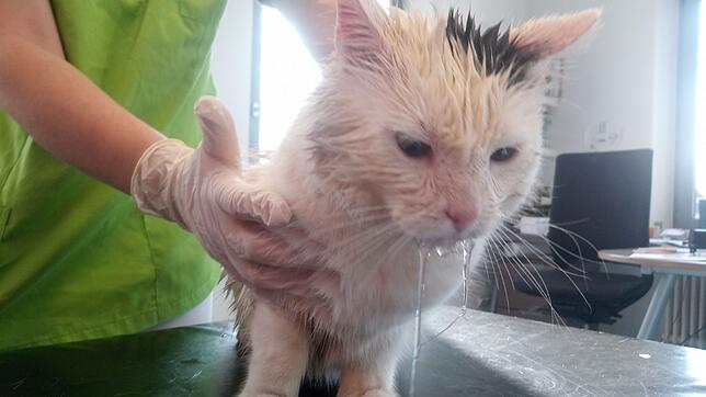 Mit völlig verklebtem Fell kam eine der Katzen auf den Tierarzttisch von Martina Bernauer. Vermutlich handelte es sich um Benzin oder ...