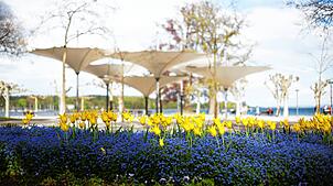 Konstanz blüht. Im Frühling legt die Stadt ein farbenfrohes Gewand an – verführerisch für so manchen Blumendieb. Aber Achtung! Hier ...