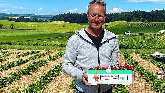 Wolfgang Hertell vom Bruderhof in Eigeltingen mit einem Korb frisch gepflückter Erdbeeren. Derzeit ist Hochsaison. Die Selbstpflücker ...