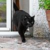 Sofort stehenbleiben! Katzen dürfen in Walldorf nicht mehr einfach so nach draußen gehen.
