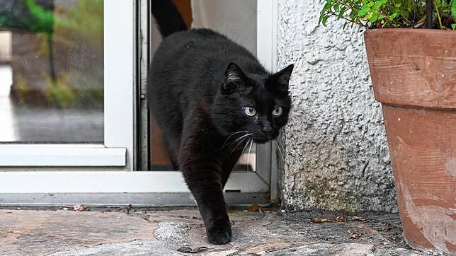 Sofort stehenbleiben! Katzen dürfen in Walldorf nicht mehr einfach so nach draußen gehen.