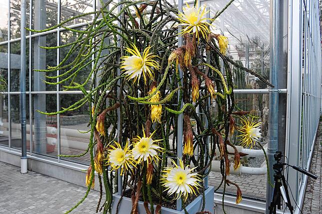 Die „Königin der Nacht“ mit gleich sechs offenen Blüten. Vor dem Überlinger Pflanzenhaus ist die Kaktee rund um die Uhr zugänglich. Die ...