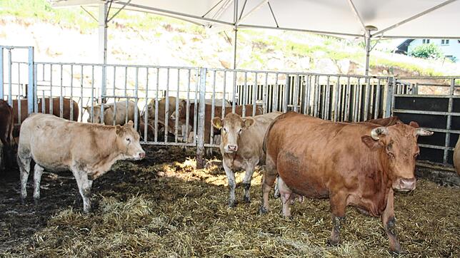 Viel Platz haben die Tiere im neuen Außen-Rundstall auf dem Eichrüttehof in Hartschwand. Der Stall kann beim Hoffest besichtigt werden.