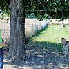 Dorothea Stihl, Wanderführerin des hiesigen Schwarzwaldvereins, auf dem Rundweg um die Burgtalhöfe in Stockach, auf dem man auch an ...