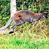 Ähnlich wie auf diesem Symbolbild könnte auch das Känguruh &bdquo;Skippy&ldquo;, das dem &bdquo;Circus Alessio&ldquo; entlaufen ist, ...