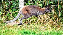 Ähnlich wie auf diesem Symbolbild könnte auch das Känguruh &bdquo;Skippy&ldquo;, das dem &bdquo;Circus Alessio&ldquo; entlaufen ist, ...