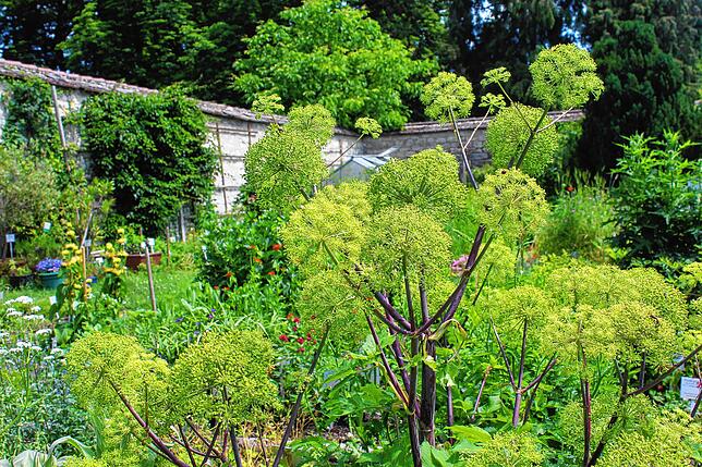 Die Wurzel der Arznei-Engelwurz (Angelica archangelica) wird bei Völlegefühl, Blähungen und Magenbeschwerden angewendet.