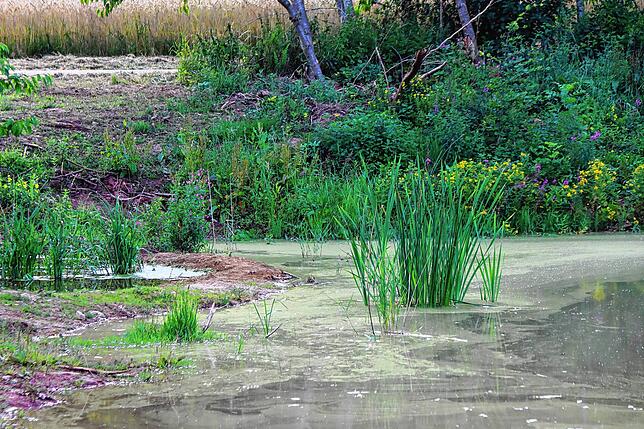Das im Eisstockweiher in der Flachwasserzone eingesetzte Schilf stammt ursprünglich aus dem Schwenninger Moos. Es soll sich zu einem ...