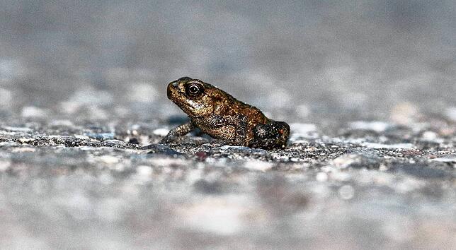 Diese Babykröte ist kaum so groß wie ein Fingernagel. Die Krötenpopulation auf der Höri ist 2022 auf einem Höchststand.