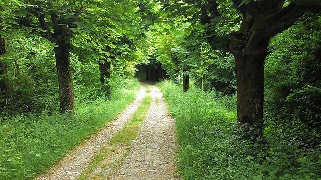 Das „Heidengässle“ von der Passhöhe in den Klettgau – die von der historischen Forschung festgestellte Römerstraße. Die Straße war ...