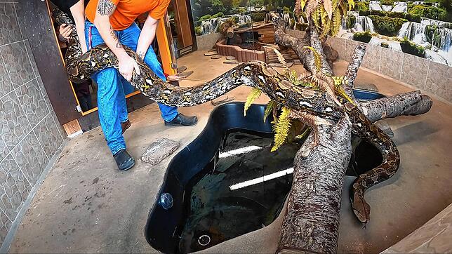 Die sechs Meter lange und 60 Kilo schwere Python Antonia II. bei der Ankunft im neuen Terrarium.