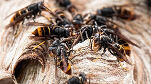 Asiatische Hornissen sitzen auf ihrem Nest. Die Eindringlinge sind eine Gefahr für die einheimische Honigbiene. (Archivbild)