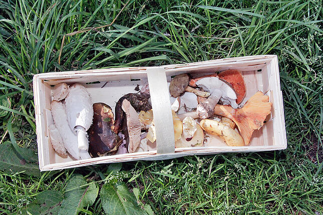 Bild 2: Trockenheit bremst Pilz-Wachstum im VS-Wald