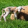 Ein Lamm steht neben seiner Mutter auf einer Wiese. Leserreporter Rolf Schmitz hatte die beiden zur Osterzeit 2022 in Kadelburg ...