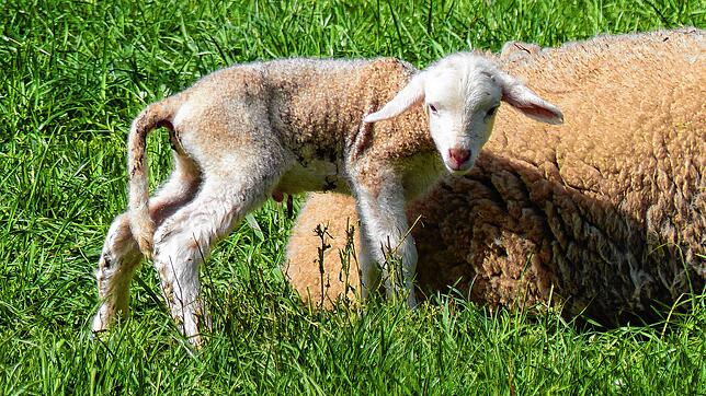 Ein Lamm steht neben seiner Mutter auf einer Wiese. Leserreporter Rolf Schmitz hatte die beiden zur Osterzeit 2022 in Kadelburg ...