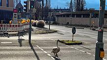 Hält sich an die Verkehrsregeln: Ein Schwan watschelt durch Konstanz.