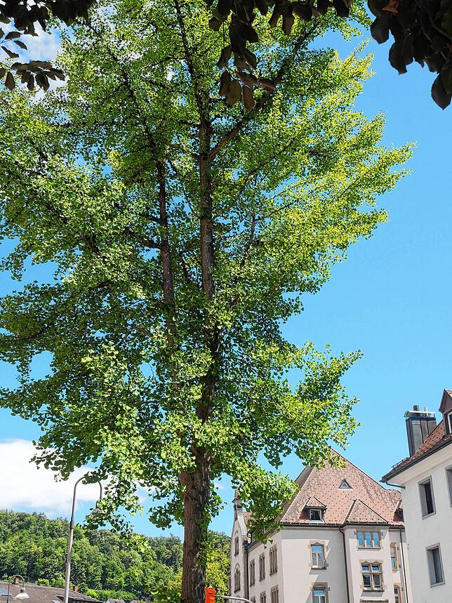 Um die Haltebuchten für die 20-Meter-Busse zu schaffen, müssen Parkplätze weichen und womöglich auch Bäume versetzt oder gefällt werden, ...