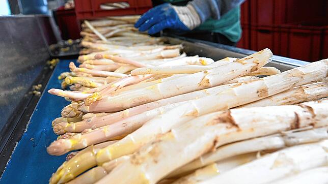 Baden-Württemberg, Waghäusel: Arbeiter sortieren zum Auftakt der Spargelsaison ersten frisch gestochenen Spargel des Anbaubetriebs ...