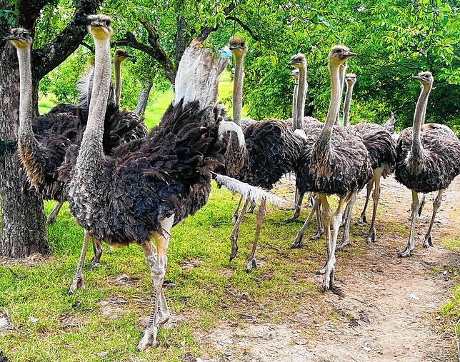 Bild 9: Wie süß! Wir begleiten Nachwuchs auf der Straußenfarm bei den ersten Schritten. Mit Videos