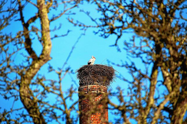 Es klappert wieder in Mühlhofen: Dieser Storch war bereits Ende Januar, als noch Schnee lag, auf dem Schornstein der Spekschen Fabrik ...