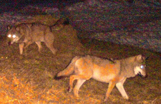 Ein Wolfspaar ist am 13. Februar 2023 nahe Schluchsee im Kreis Waldshut von einer Wildkamera abgelichtet worden. Eine Rudelbildung im ...