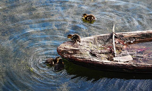 Spielplatz Einbaum: Die vier Küken des Stockentenpaares erkunden das Revier und klettern unter anderem auf den Einbaum im Wasser.