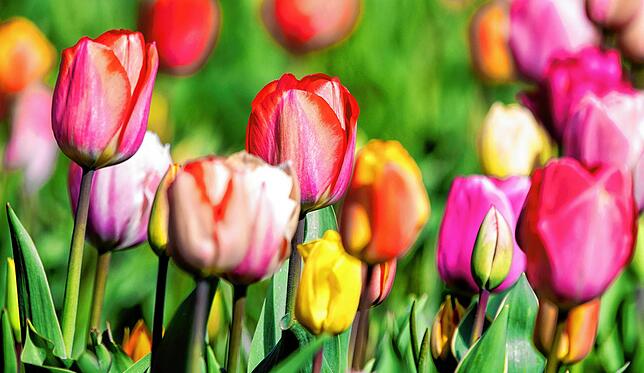 Bild 14: Sag´s durch die Blume: Das Quiz zur Landesgartenschau