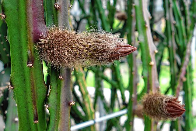 Aus diesen recht unscheinbaren Knospen werden für eine Nacht die Blüten der Königin der Nacht.