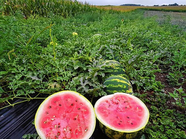 Saftige Wassermelonen hat Gemüsebauer Philipp Buhl schon großgezogen. Nun arbeitet er auf eine neue Ernte im Sommer hin.