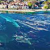 Die Algen, das niedrige Wasser und die Strömung zeichnen an der Seestraße faszinierende Formen in den Bodensee. Was am Ufer teilweise ...