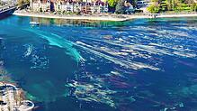 Die Algen, das niedrige Wasser und die Strömung zeichnen an der Seestraße faszinierende Formen in den Bodensee. Was am Ufer teilweise ...