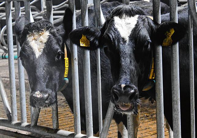 Im Stall des landwirtschaftlichen Betriebes in Meßkirch stehen rund 280 Kühe.