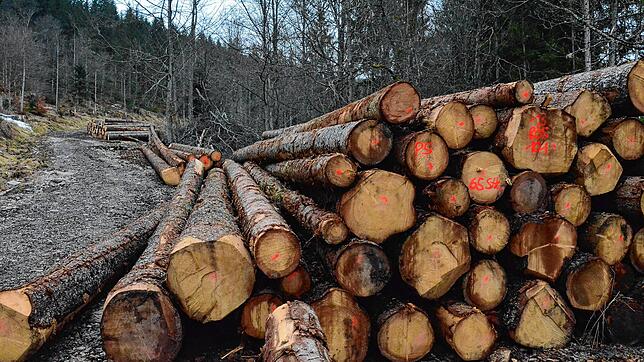 Eine große Menge Holz wurde im Ibacher Forst 2023 geschlagen. Bild: Sebastian Barthmes