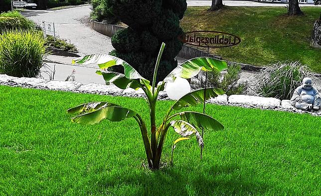 Nach einem Jahr im Topf hat die Bananenstaude einen Platz draußen im Garten.
