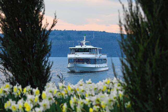 Der Frühling ist da: Die MS Seegold durch die blühenden Narzissen auf der Überlinger Promenade fotografiert.