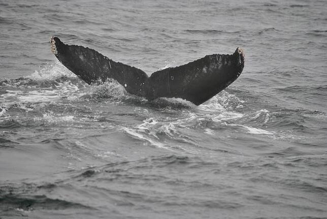 Bild 3: Die schönsten Tierfotos aus Alaska und British Columbia