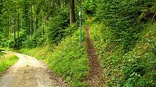 Der Wanderweg rechts im Bild führt über den ursprünglichen Wankelpfad auf den Mettenberg. Die Immendinger Wankelpfade wurden 1905 bis ...