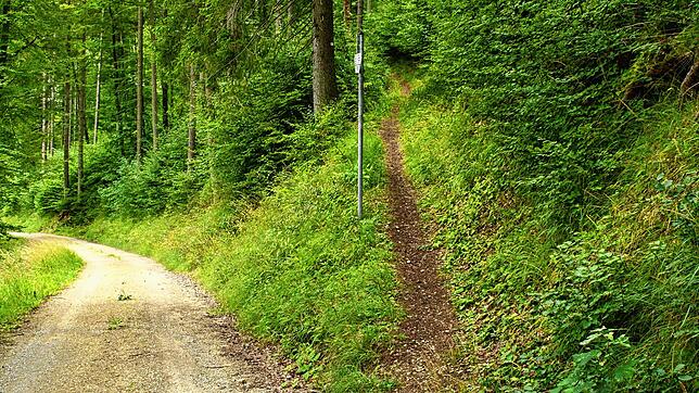 Der Wanderweg rechts im Bild führt über den ursprünglichen Wankelpfad auf den Mettenberg. Die Immendinger Wankelpfade wurden 1905 bis ...