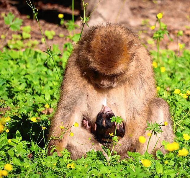 Schau mir ein die Augen Kleines: Ein wenige Tage altes Berberaffenbaby schaut seine Mutter in einer blühenden Wiese auf dem Affenberg ...