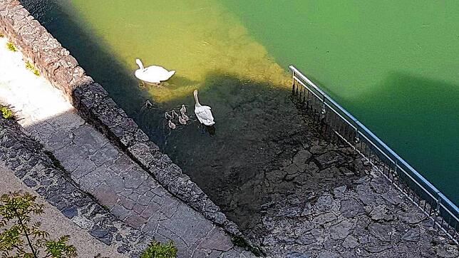 Die Schwanenfamilie in der Laufenburger Badstube. Gut erkennbar hier die vier hellen und drei dunklen Jungschwäne und der ...