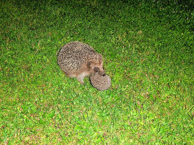 Die Igel-Mama schleppt ihr Junges wie eine Katze weg.