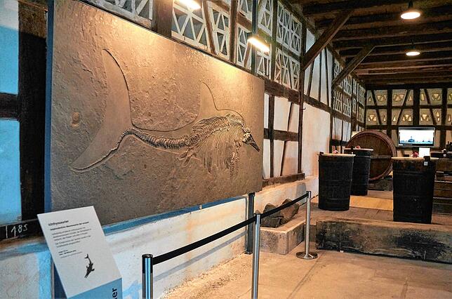 Der Ichthyosaurier in der Schieferplatte dürfte, so Museumsbetreiber Rolf Hauff, zwischen 600 bis 800 Kilogramm wiegen. Darum hat er ...