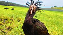 Dr. Saurier, den Namen bekam das Weibchen von seinen Zieheltern, ist allein aus Spanien an den Bodensee zurückgekommen. Der Waldrapp hat ...
